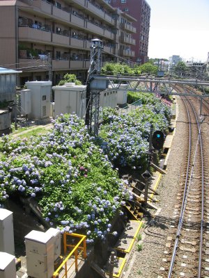 明大前駅のアジサイの群落